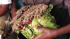 ___7435363___2017___10___9___15___miraa2_1