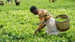 Tea Farming in Kenya