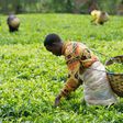 Tea Farming in Kenya