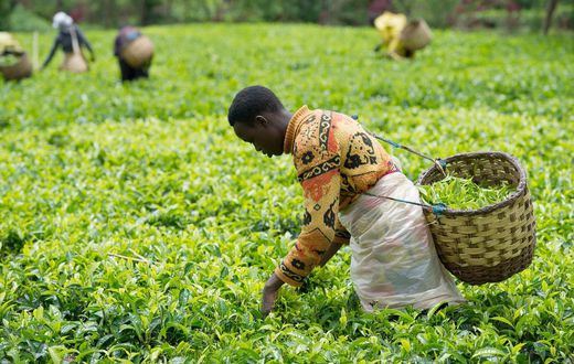 Tea Farming in Kenya