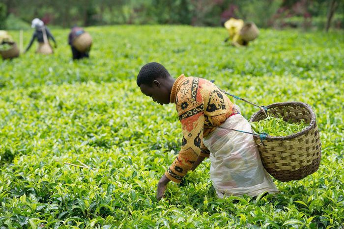 Tea Farming in Kenya