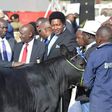 President Uhuru Kenyatta buying a bull for Sh1 million in 2018