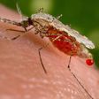An Anopheles stephensi mosquito obtains a blood meal from a human host through its pointed proboscis in this undated handout photo obtained by Reuters November 23, 2015.    REUTERS/Jim Gathany/CDC/Handout via Reuters