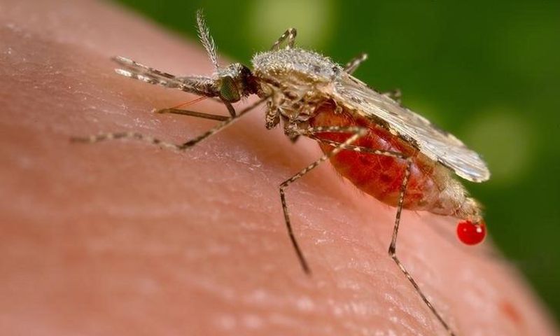 An Anopheles stephensi mosquito obtains a blood meal from a human host through its pointed proboscis in this undated handout photo obtained by Reuters November 23, 2015.    REUTERS/Jim Gathany/CDC/Handout via Reuters