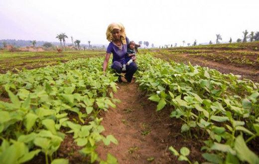 Food and Agriculture Organization (FAO)