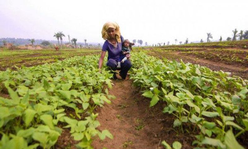 Food and Agriculture Organization (FAO)