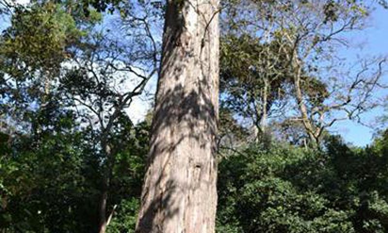 King Muuru as seen from a distance