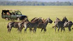 Image of zebras in the Savannah as tourists look on [Photo: Courtesy]
