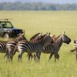 Image of zebras in the Savannah as tourists look on [Photo: Courtesy]