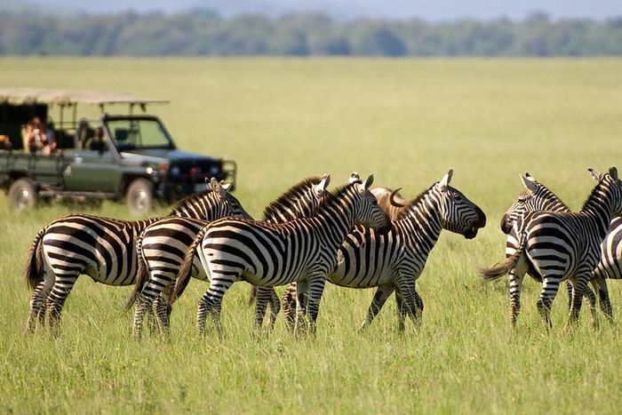 Image of zebras in the Savannah as tourists look on [Photo: Courtesy]