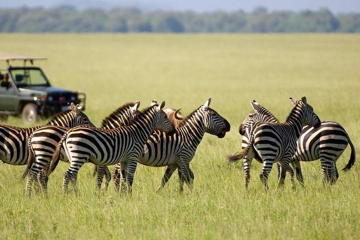 Image of zebras in the Savannah as tourists look on [Photo: Courtesy]