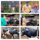 Kiambu County Commissioner delivers cows to Eunice Wanjiku