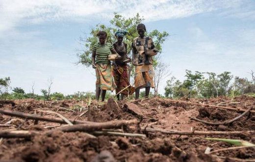 Food and Agriculture Organization (FAO)