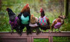 Woman goes viral after knitting tank tops for chickens
