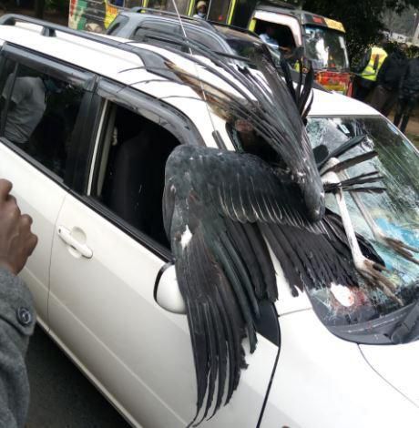 The marabou stork that crashed into the windscreen of a vehicle