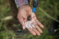A man sprays organic pesticide on locusts to demonstrate its effects in fighting their spread, near the village of Riandira in Kirinyaga County, Kenya, January 14, 2020.