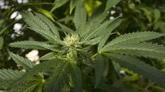 marijuana