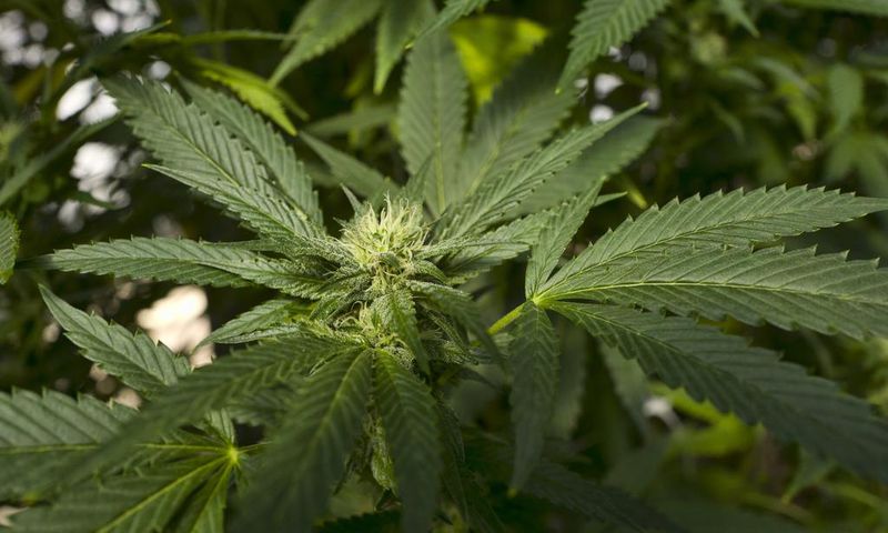 marijuana
