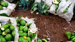 Kirinyaga Man destroys Ksh 200K farm produce because wife wanted to work on Father's Day
