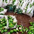Kirinyaga Man destroys Ksh 200K farm produce because wife wanted to work on Father's Day