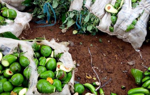 Kirinyaga Man destroys Ksh 200K farm produce because wife wanted to work on Father's Day