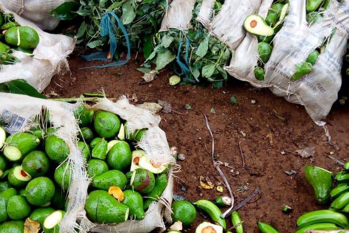 Kirinyaga Man destroys Ksh 200K farm produce because wife wanted to work on Father's Day