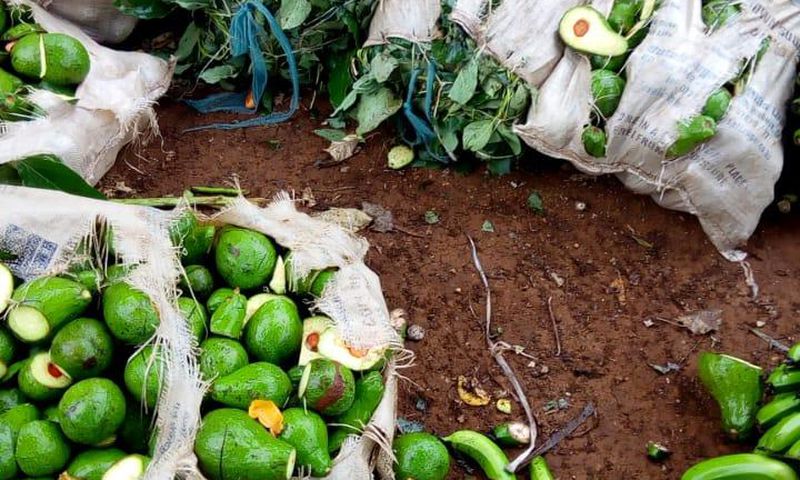 Kirinyaga Man destroys Ksh 200K farm produce because wife wanted to work on Father's Day