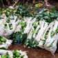 Kirinyaga Man destroys Ksh 200K farm produce because wife wanted to work on Father's Day