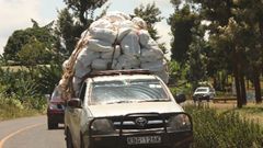 Pick-ups transporting miraa from Meru to the Wilson Airport for export.