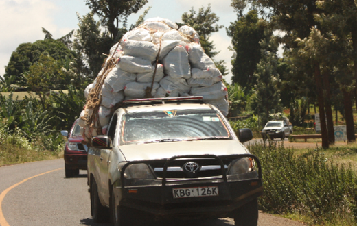 Pick-ups transporting miraa from Meru to the Wilson Airport for export.