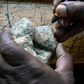 Collection manager Justus Erung labels a fossil before storing at the paleontology department of the Nairobi National Museum, in Nairobi on May 23, 2019. - Between 7,000 and 10,000 new fossils arrive at the Nairobi National Museum's lab every year, Kib...