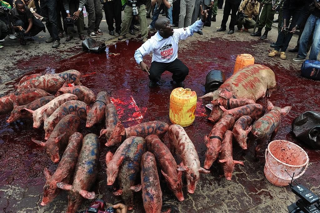 A protestor squats by piglets at the gates of parliament during a demonstration against members of parliament who have demanded higher wages in Nairobi on May 14, 2013. Kenyan demonstrators released two dozen piglets at the gates of parliament and pour...