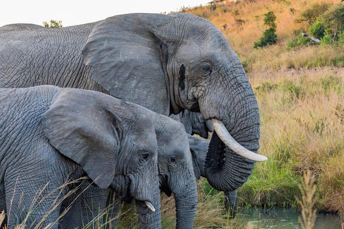 Zimbabwe plans to sell hunting rights to kill elephants