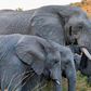 Zimbabwe plans to sell hunting rights to kill elephants