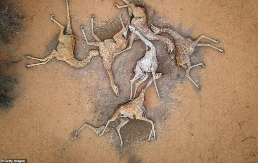 WAJIR COUNTY, KENYA - DECEMBER 10: In this aerial view, the bodies of six giraffes lie on the outskirts of Eyrib village in Sabuli Wildlife Conservancy on December 10, 2021 in Wajir County, Kenya.  (Photo by Ed Ram/Getty Images)