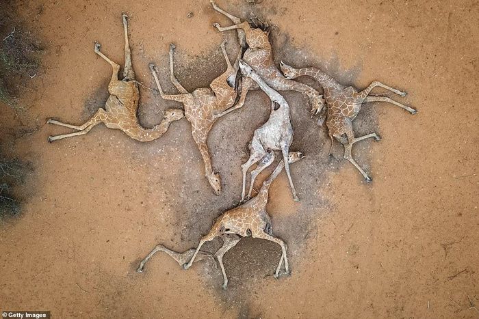 WAJIR COUNTY, KENYA - DECEMBER 10: In this aerial view, the bodies of six giraffes lie on the outskirts of Eyrib village in Sabuli Wildlife Conservancy on December 10, 2021 in Wajir County, Kenya.  (Photo by Ed Ram/Getty Images)
