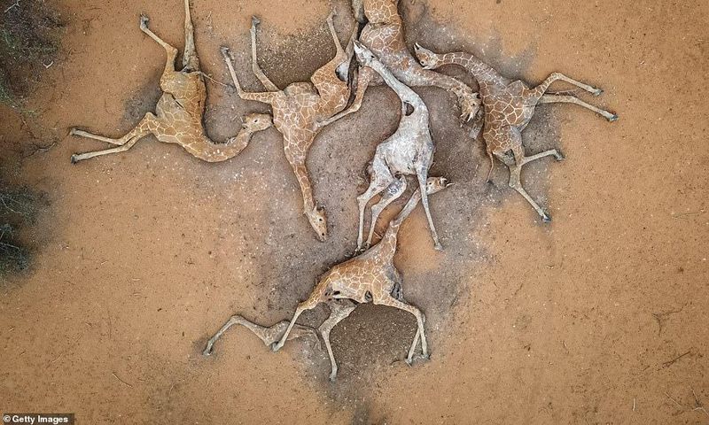 WAJIR COUNTY, KENYA - DECEMBER 10: In this aerial view, the bodies of six giraffes lie on the outskirts of Eyrib village in Sabuli Wildlife Conservancy on December 10, 2021 in Wajir County, Kenya.  (Photo by Ed Ram/Getty Images)
