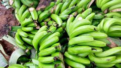 Kirinyaga Man destroys Ksh 200K farm produce because wife wanted to work on Father's Day