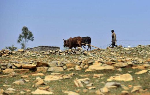 Food and Agriculture Organization (FAO)