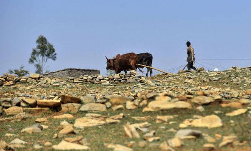 Food and Agriculture Organization (FAO)