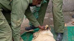 The sub-adult male was spotted by residents of Ongata Rongai, Kajiado county. (COURTESY:KWS)