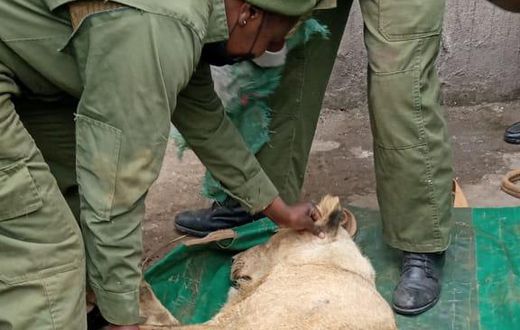 The sub-adult male was spotted by residents of Ongata Rongai, Kajiado county. (COURTESY:KWS)