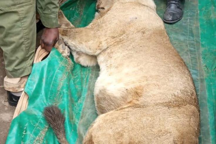 The sub-adult male was spotted by residents of Ongata Rongai, Kajiado county. (COURTESY:KWS)