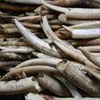 Ilegal elephant tusks seized in a past arrest