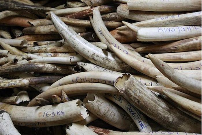 Ilegal elephant tusks seized in a past arrest