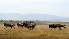 Tourism is now the second largest driver of growth in Kenya, home to some of the world's most visited safaris