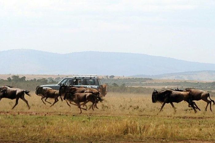 Tourism is now the second largest driver of growth in Kenya, home to some of the world's most visited safaris
