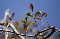 Miraa tree. (The Conversation)