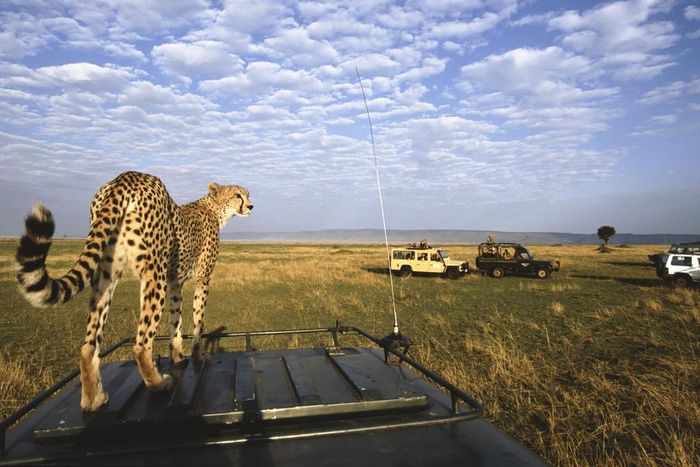 ___6478268___https:______static.pulse.com.gh___webservice___escenic___binary___6478268___2017___4___4___17___Masai-Mara-Kenya-3