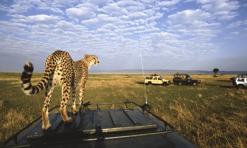 ___6478268___https:______static.pulse.com.gh___webservice___escenic___binary___6478268___2017___4___4___17___Masai-Mara-Kenya-3